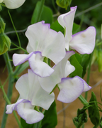 Sweet Pea Essential Growing Kit