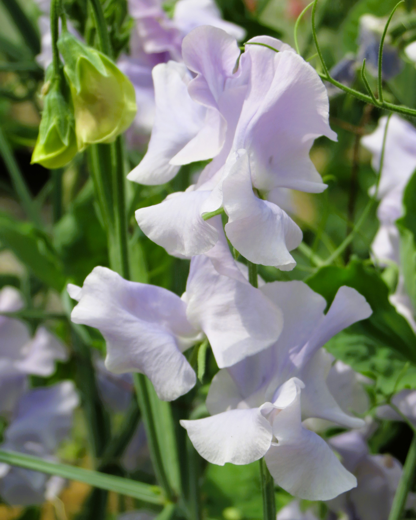 Sweet Pea Ballerina Blue