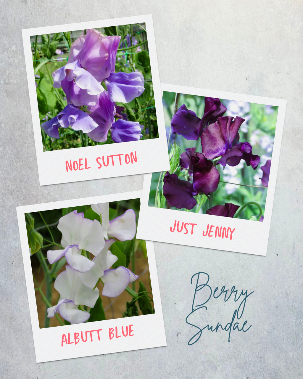 Sweet Pea Berry Sundae Gift Set