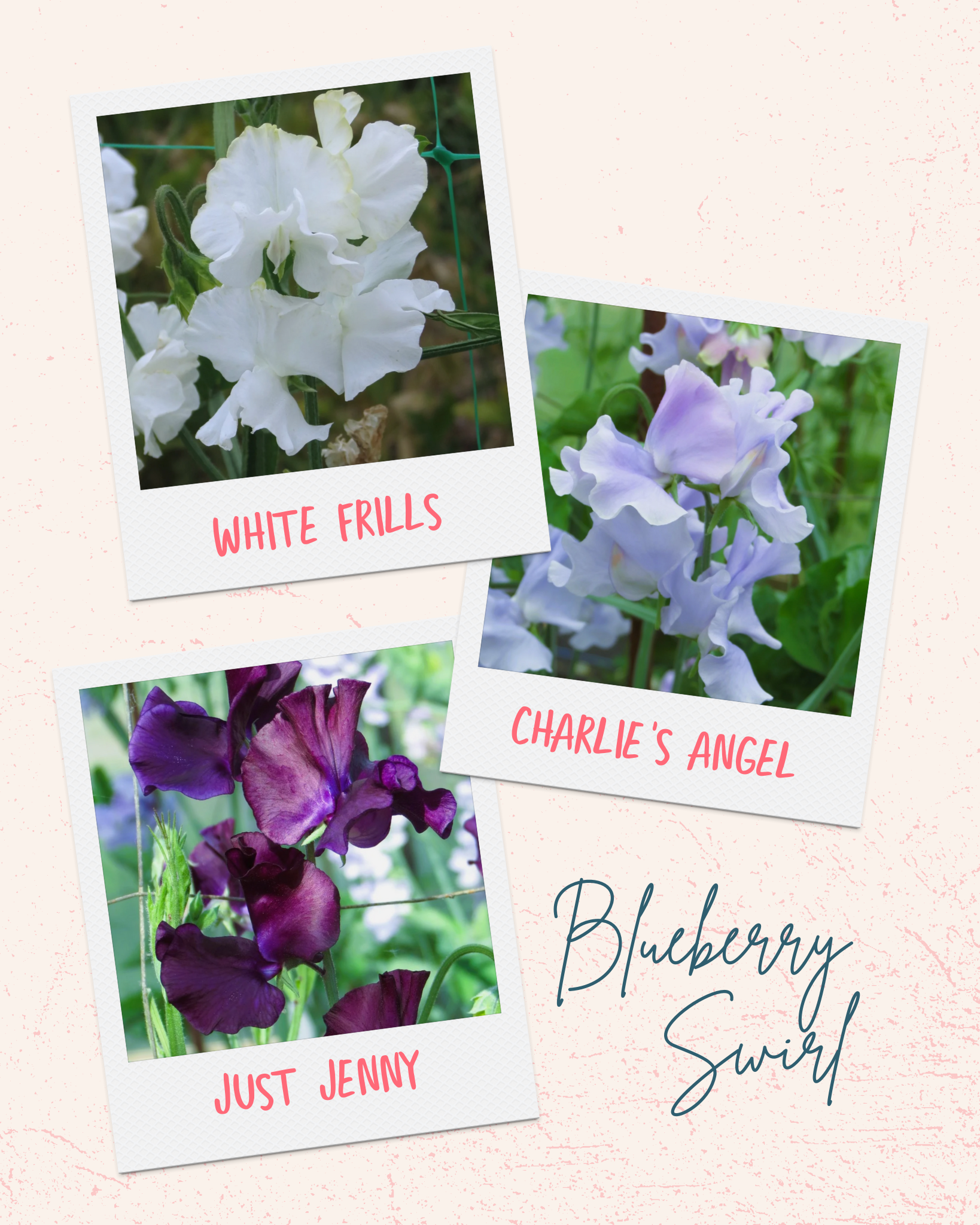 Sweet Pea Blueberry Swirl Mix