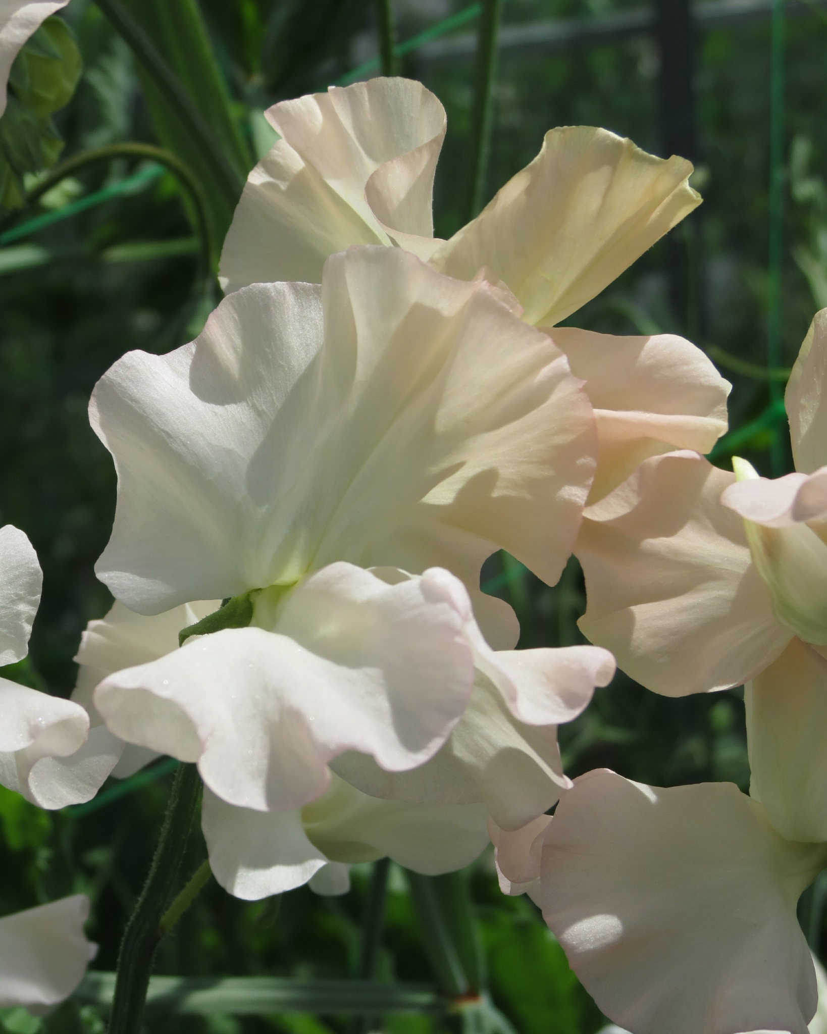 Sweet Pea Castlewellan