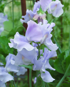 Sweet Pea Essential Growing Kit
