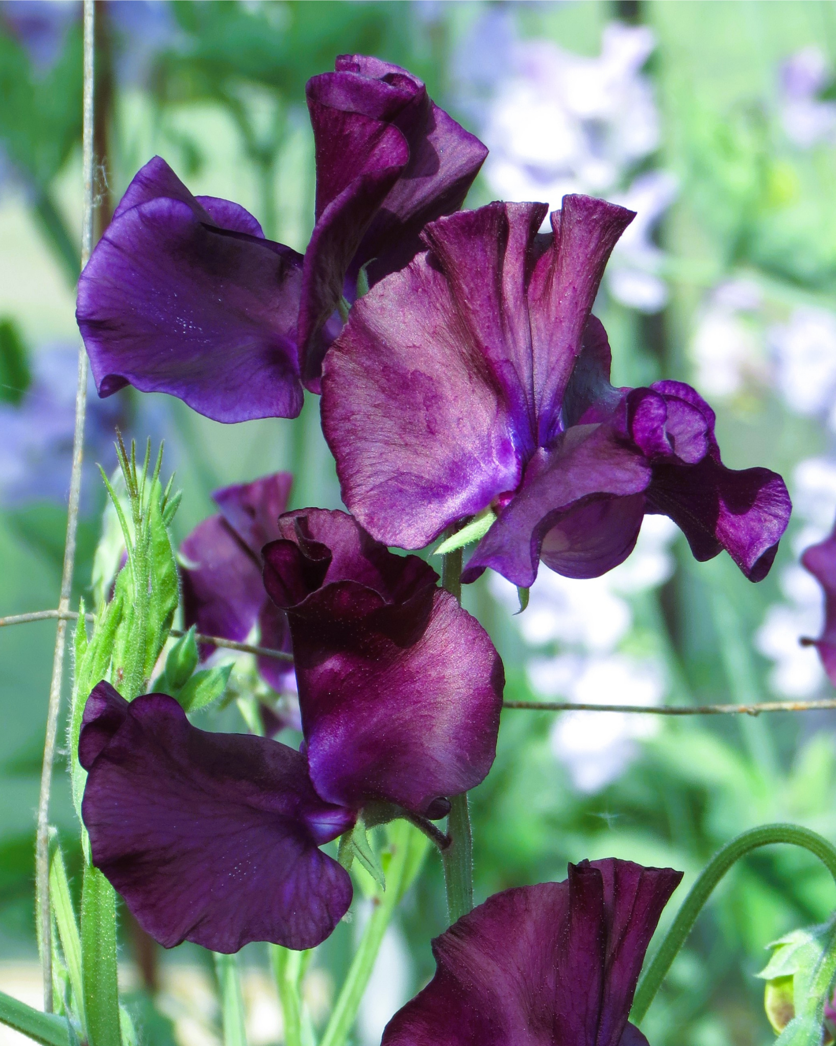 Sweet Pea Just Jenny