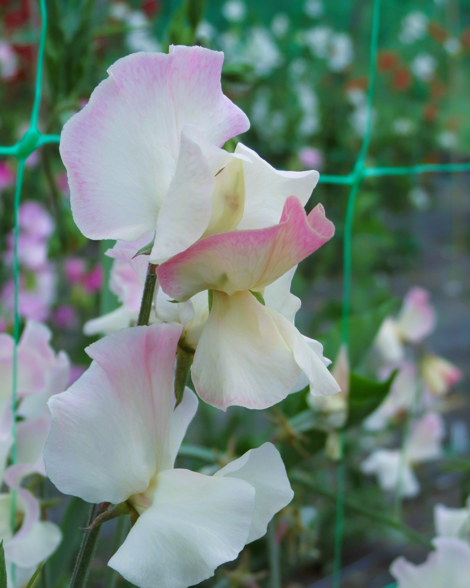 Sweet Pea Mollie Rilstone