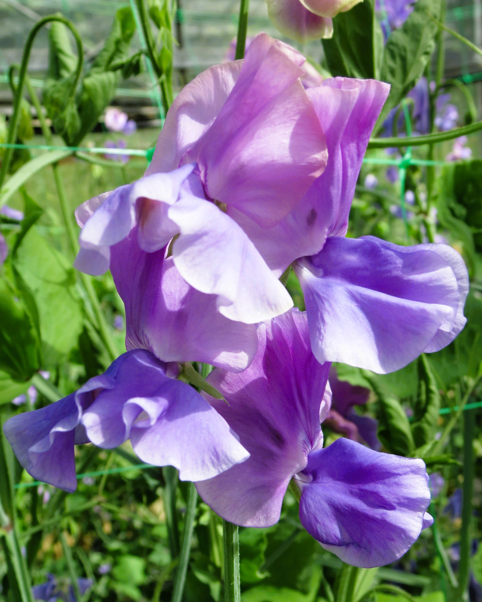 Sweet Pea Noel Sutton