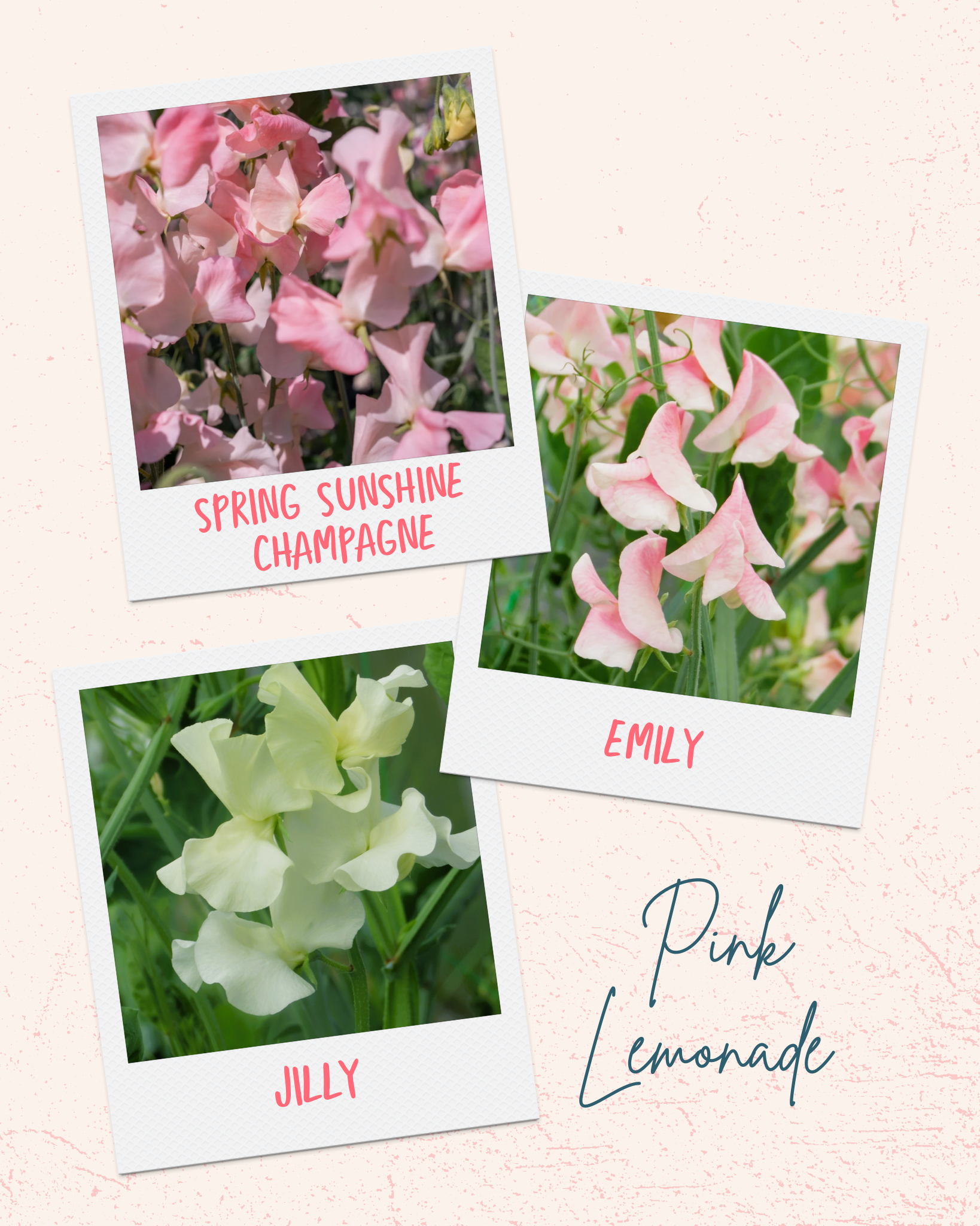 Sweet Pea Pink Lemonade Mix