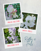 Sweet Pea Ruffles & Frills Gift Set