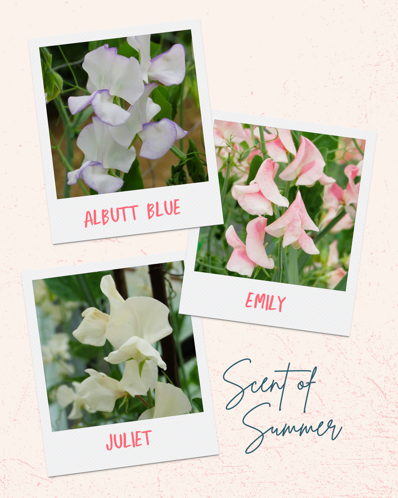 Sweet Pea Scent of Summer Mix