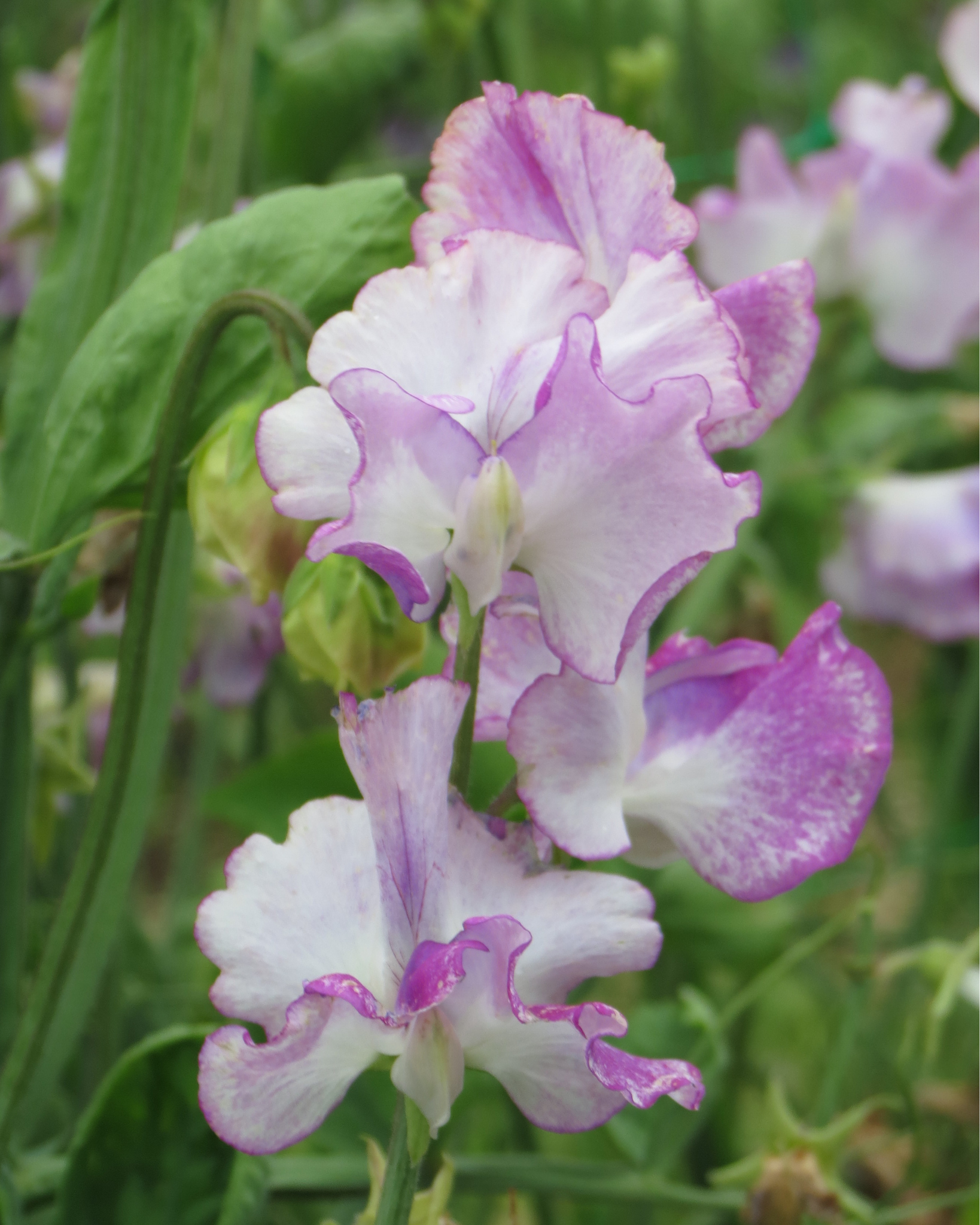 Sweet Pea Sir Jimmy Shand