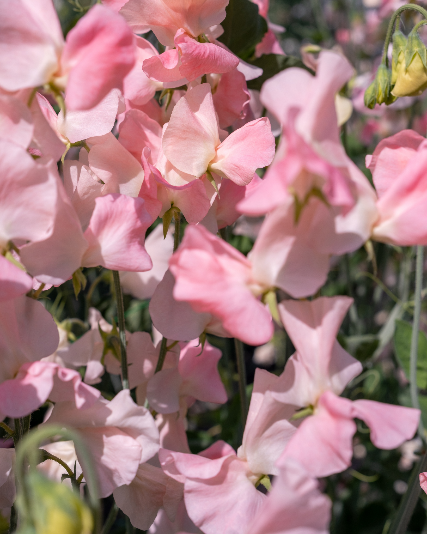 Sweet Pea Spring Sunshine Champagne