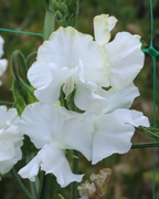 Sweet Pea Essential Growing Kit