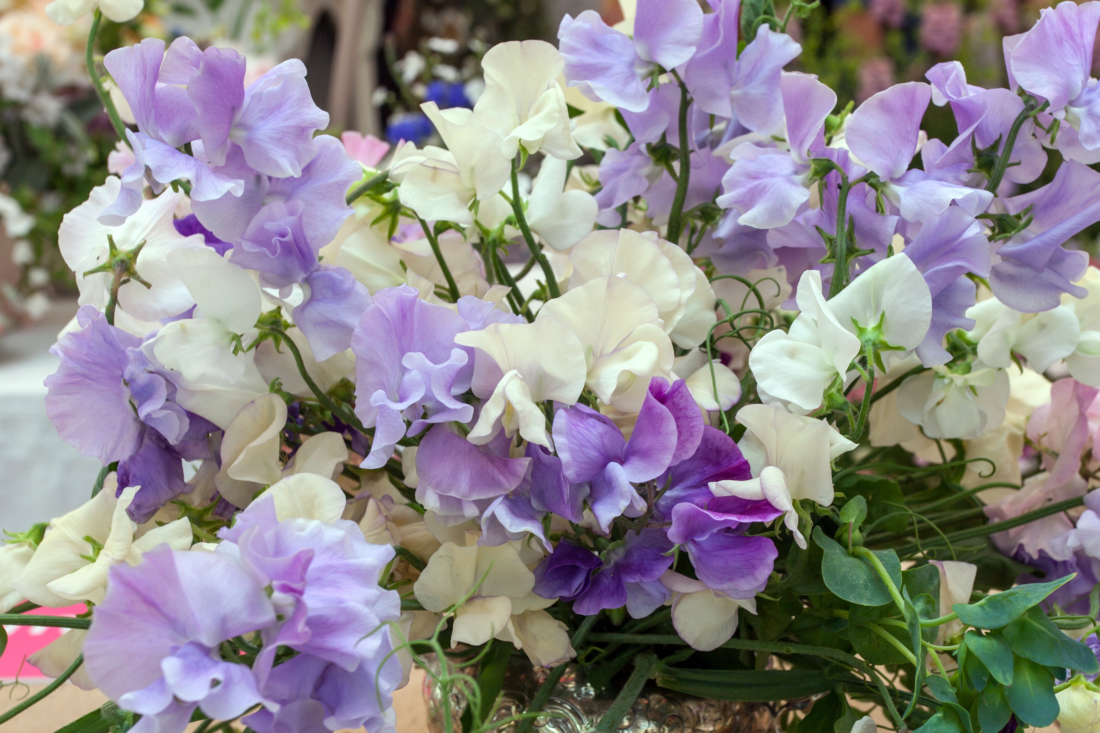 Bouquet of light blue, mid blue and white sweet pea flowers in a vase