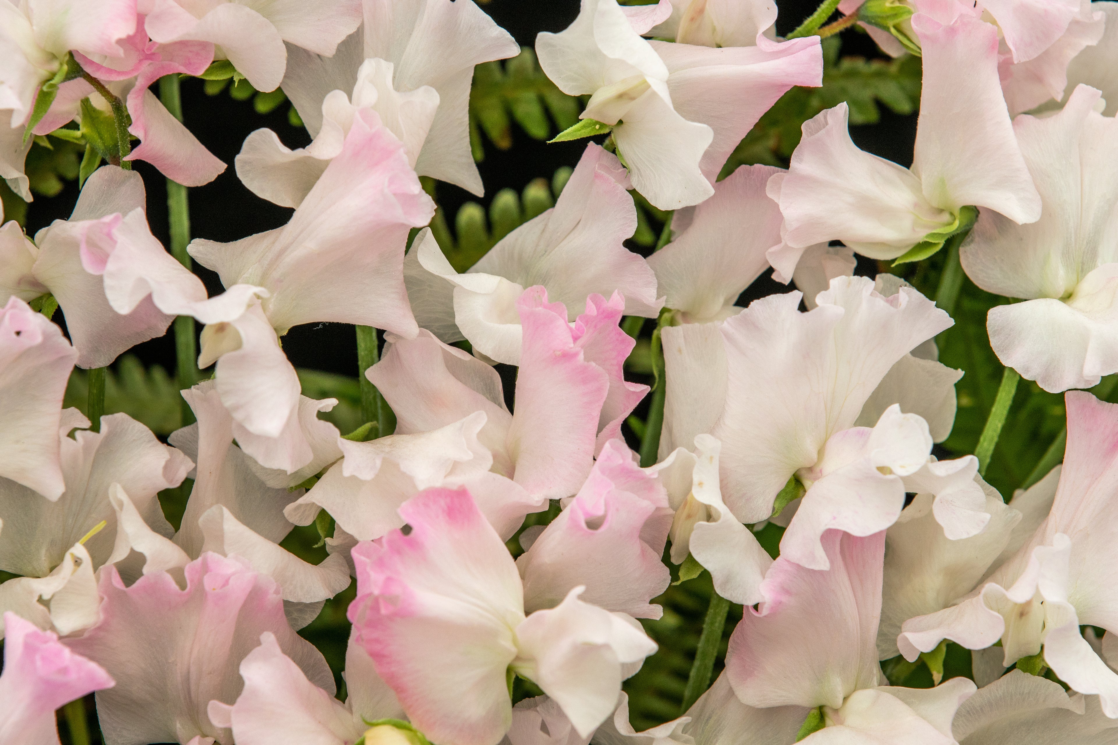 A close up of Sweet Pea Flower Anniversary that has pale pink ruffled petals