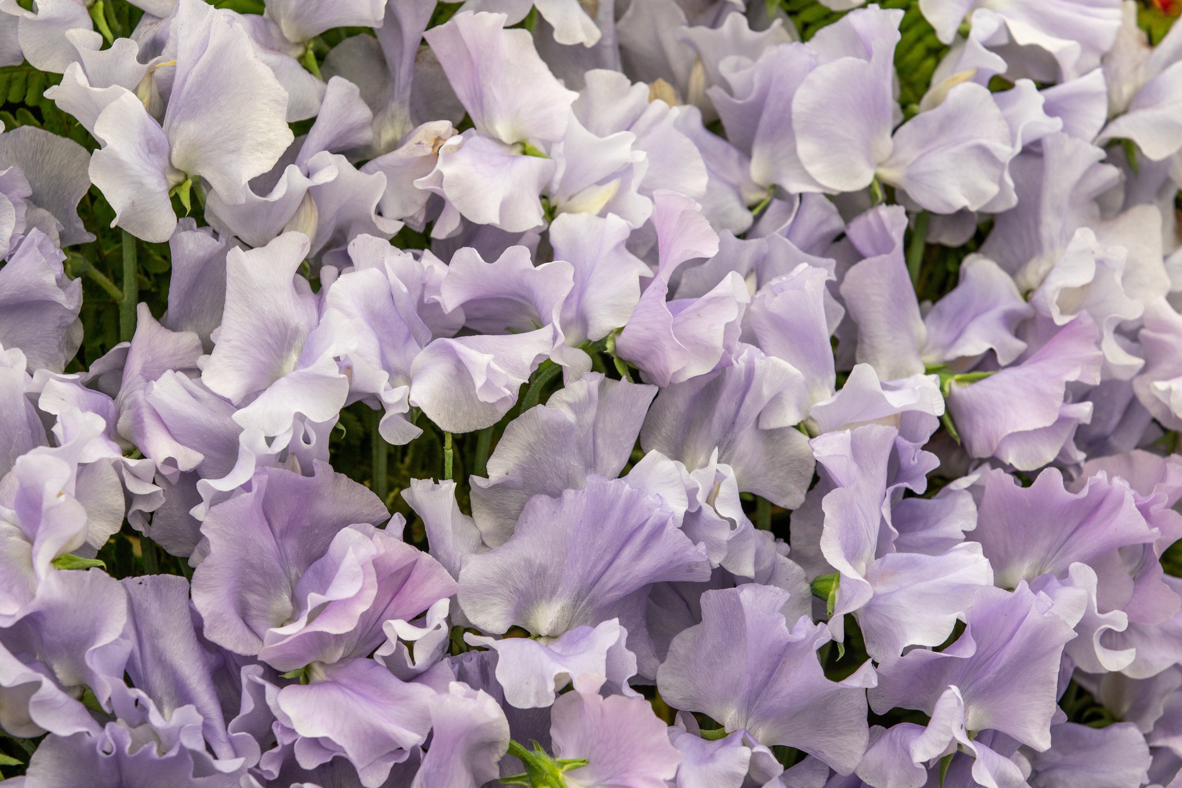 A close up of Sweet Pea Flower Ballerina Blue that has pale blue ruffled petals
