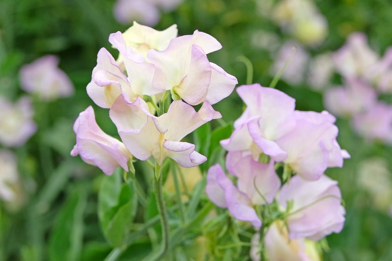 Close up of Sweet Pea Flower High Scent with cream petals with purple  edges