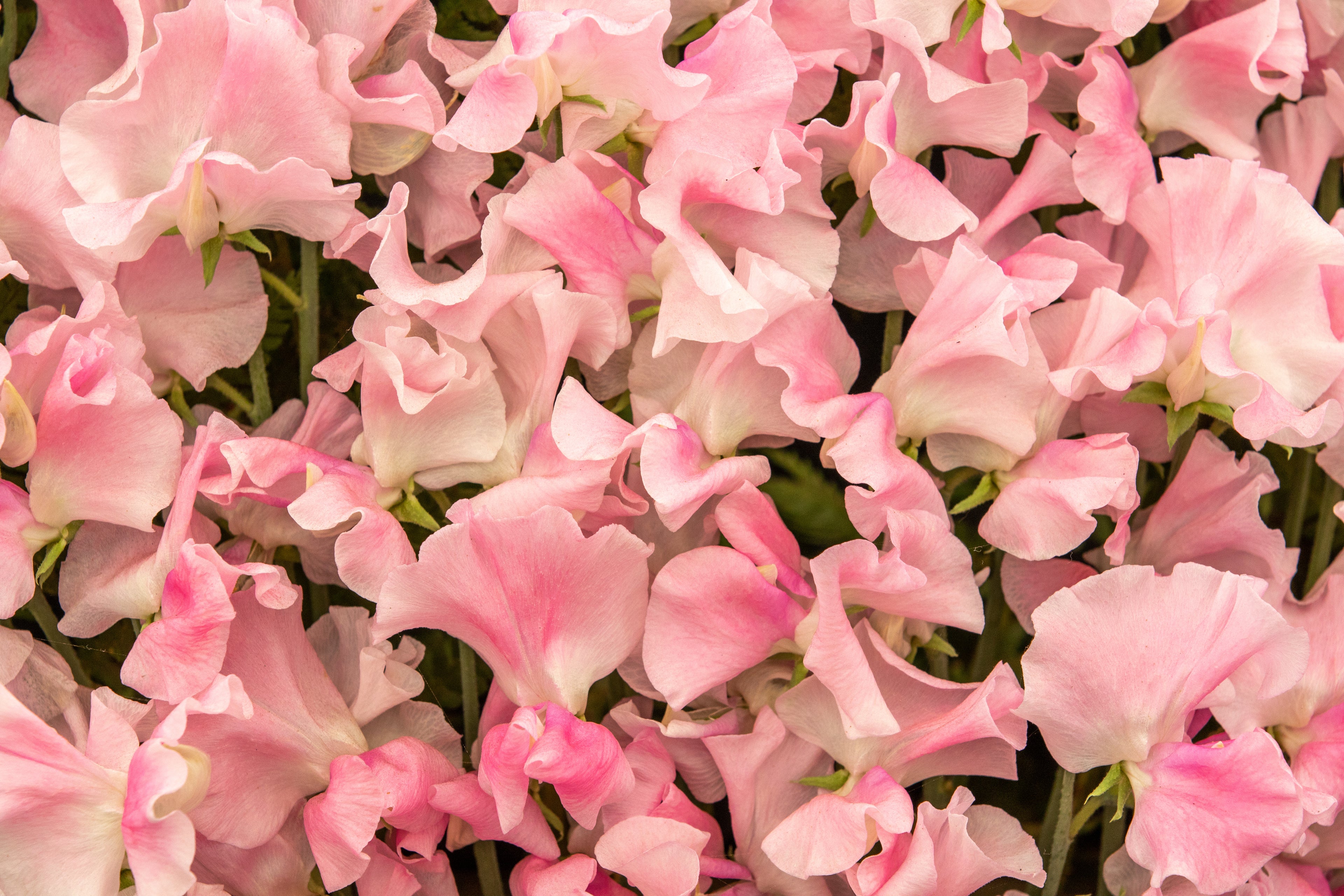 A close up of Sweet Pea Flower Mrs Bernard Jones that has cerise pink ruffled petals
