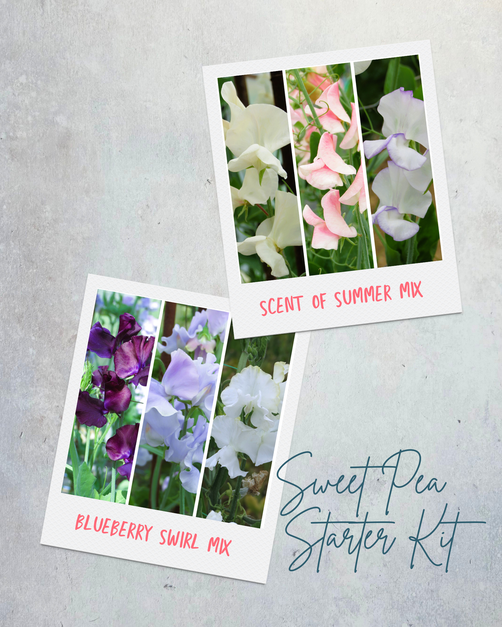 Scent of Summer Seed Mix with cream, pink and white Sweet Pea flowers and Blueberry Swirl Seed Mix with purple, light blue and white Sweet Pea flowers